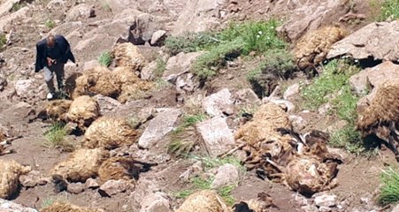 Biri Atladı, Hepsi Takip Etti! Van'da 500 Koyun Telef Oldu