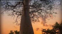 Scientists Warn That Earth's Ancient Baobob Trees Dying