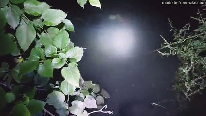 농수로 에 물고기 잡으러 들어가 봤더니     거대 물고기