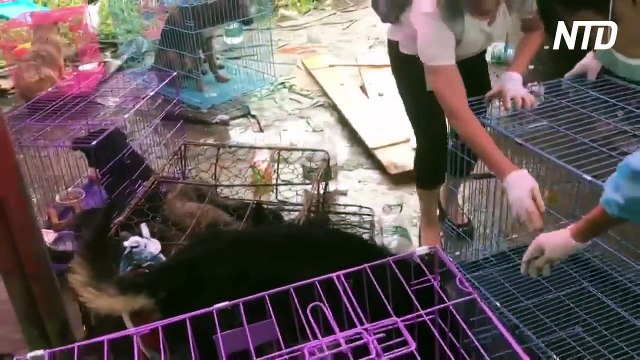 1,300 dogs face slaughter at Yulin Dog Festival—then a timely intervention changes their fates