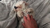 Dog enjoying owner's belly rub gets sat on by jealous pooch