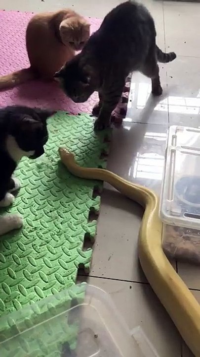 Frightened cat jumps on the snake