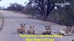 Some Lions Block The Highway Road For Some Hours