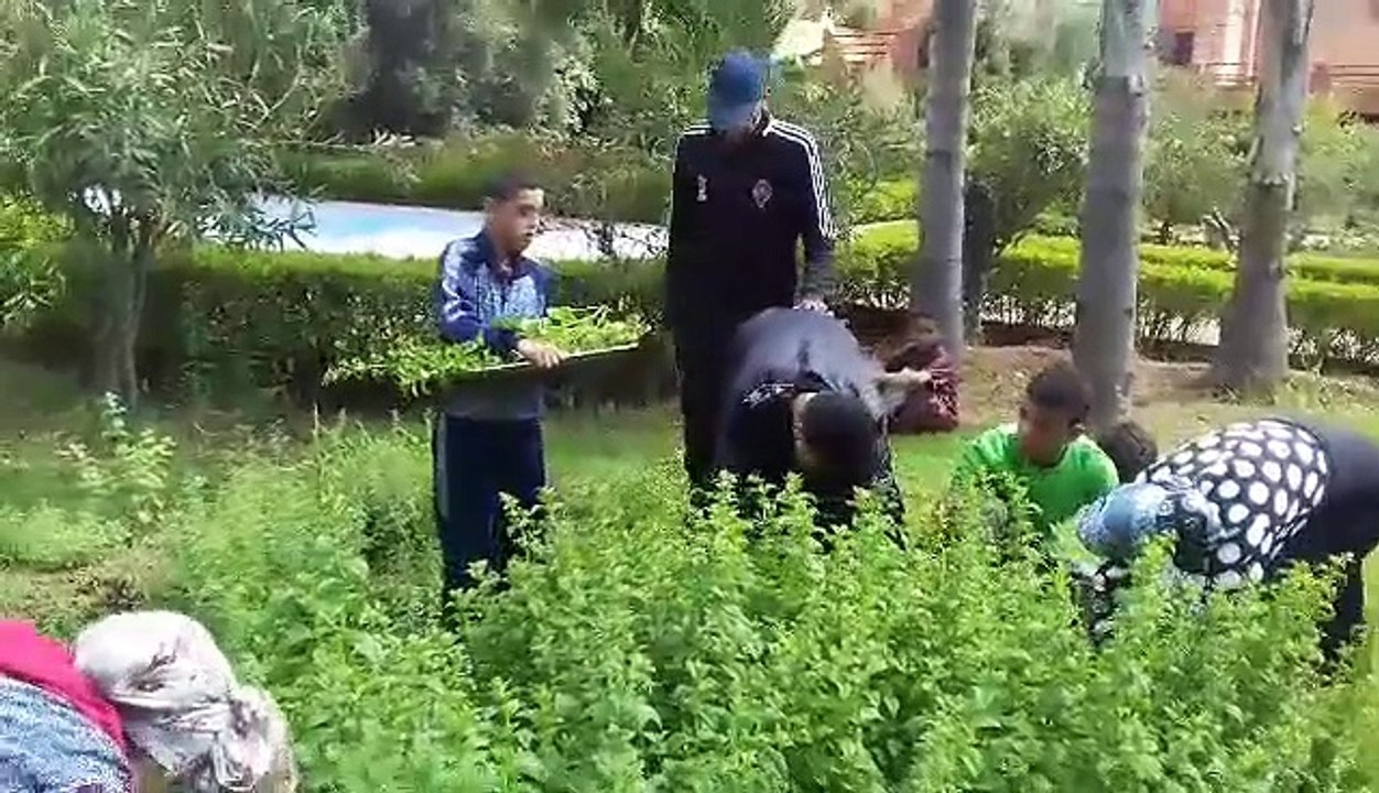 Activité de récolte des plantes aromatiques