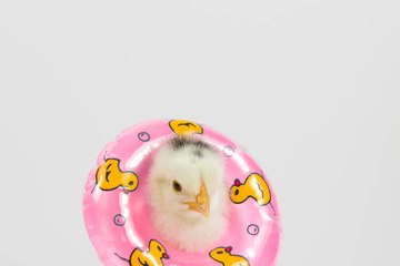 Combien d'animaux naissent chaque jour dans le monde ?