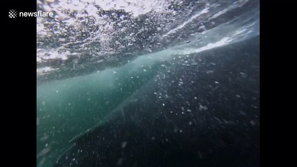 Watch the moment a humpback whale nearly crushes a diver