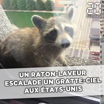 Un raton-laveur escalade un gratte-ciel et devient une star du web