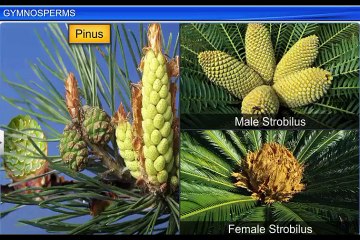 (4)CBSE Class 11 Biology, Plant Kingdom – 4, Gymnosperms