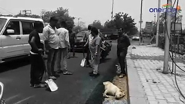 Road Workers Constructed Road On Dog Sleeping On Sides Of Road