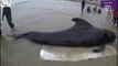 Plastic waste found in dead whale off Thai coast