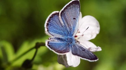 Butterfly Video - Yale Mendelson