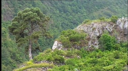The Dragons of the Canaries (Nature Documentary)