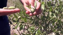 Iğdır'ın çorak toprakları bademle can buldu