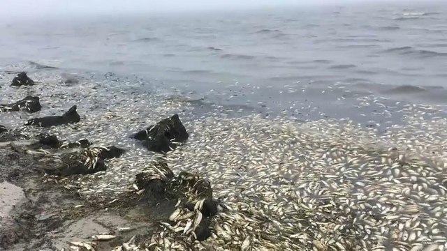 Массовая гибель сельди на Сахалине