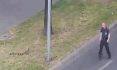 Ördek ailesine zabıta eskortu