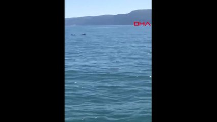 Bartın Yunus Sürüsünü Görüntüledi