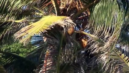 Vincent, Grenadines, and Dominica - Caribbean Moments (Nature Documentary)