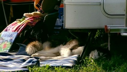 Return of the Bald Ibis - Nature Documentary