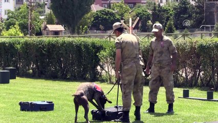 JAKEM'in eğitimli at ve köpeklerinden gösteri - NEVŞEHİR