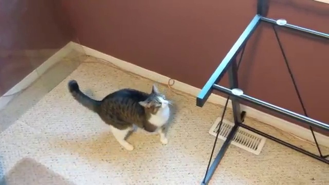 Ce chat va se faire avoir en beauté : table sans vitre