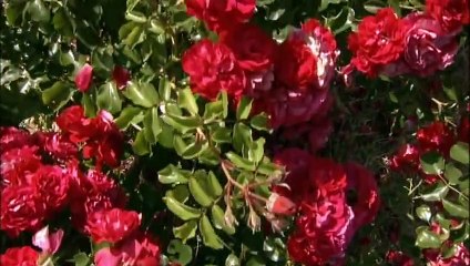 Rose: Queen of Flowers - Nature Documentary