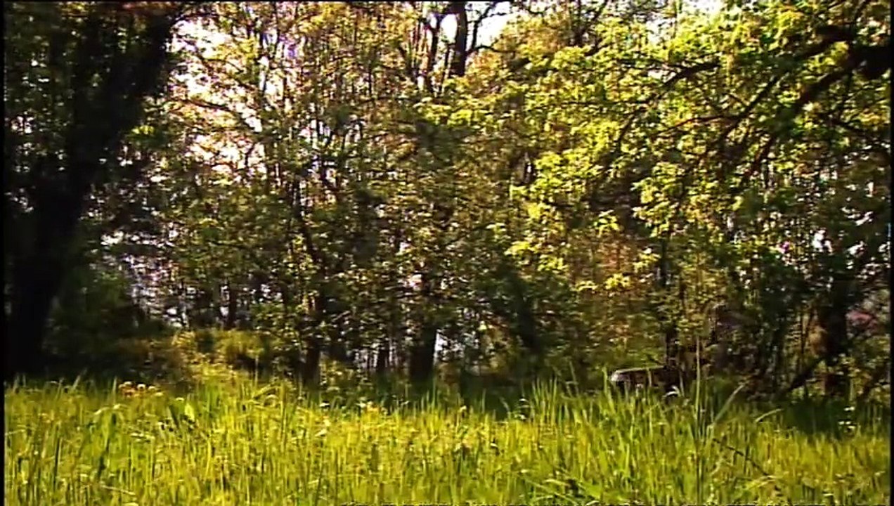 Jackals Out of Africa - Nature Documentary