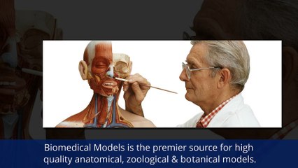 Professional Anatomical Models Distributor