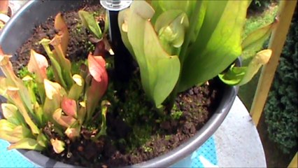 plante carnivore 1 ere floraison cool