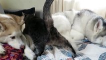 Cat joins the huskies for a nap