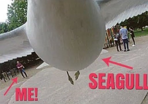 Stop Thief! Cheeky Seagull Nabs GoPro