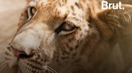Le ligre, un animal hybride créé par l'homme