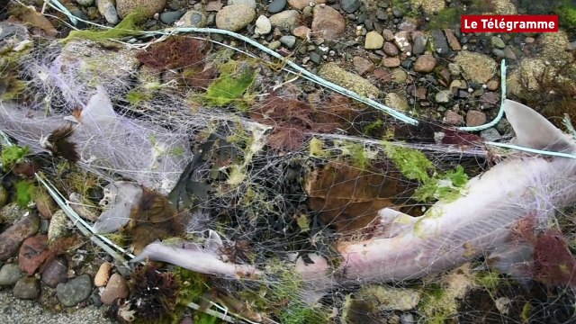 Sillon de Talbert. ​Plusieurs centaines de requins pris au piège de filets