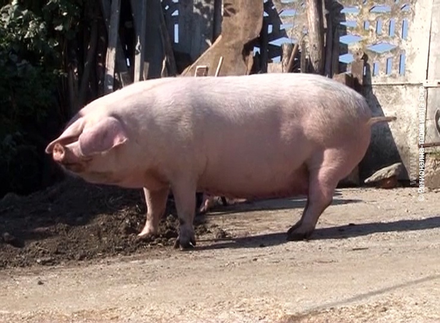 ⁣Trihineloza ponovo u kladovskoj opštini, 13.jun 2018. (RTV Bor)