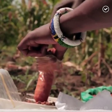 Презервативы помогают спасти слонов