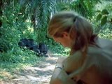 Among the Wild Chimpanzees - National Geographic