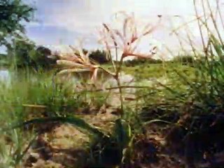African Wildlife - National Geographic