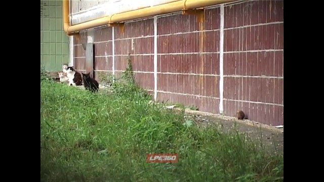 Un rat géant attaque des chats de gouttières