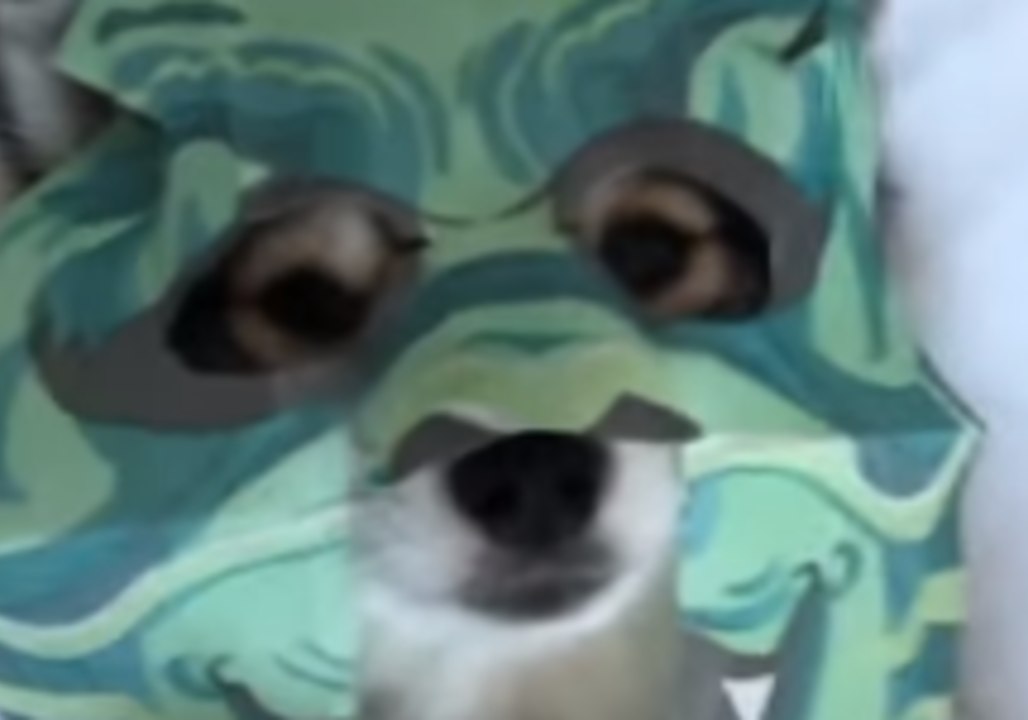 Relaxed Pomsky Pup Does a Face Mask