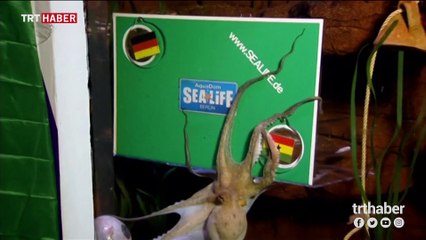 Kahin ahtapot Paul'ün görevi kediye devredildi