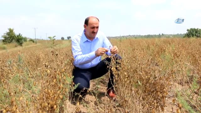 Adana'da Nohut Ekim Alanları Arttı