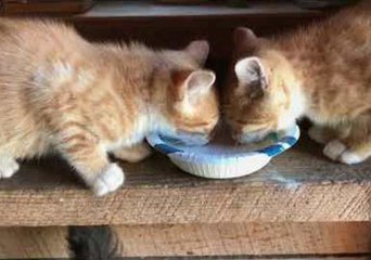 Video herunterladen: Cuteness Overload as Orphaned Kittens Settle in With Baby Goat Kids