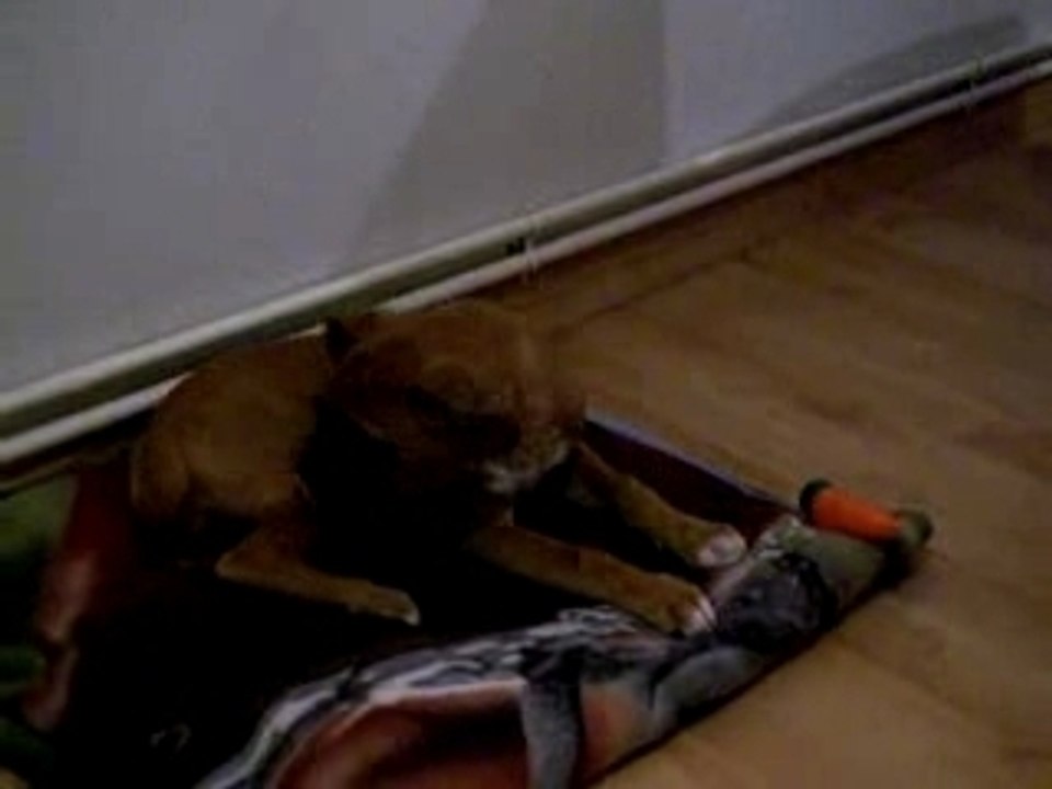 Boxer Calypso 3 mois