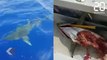 Un requin affamé dévore un thon de 60kgs ! - Le Rewind du Mercredi 13 Juin 2018