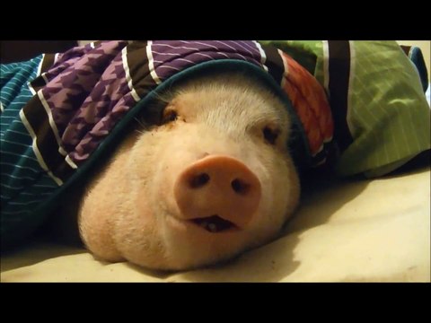 Sleeping Pig Wakes Up for a Cookie !