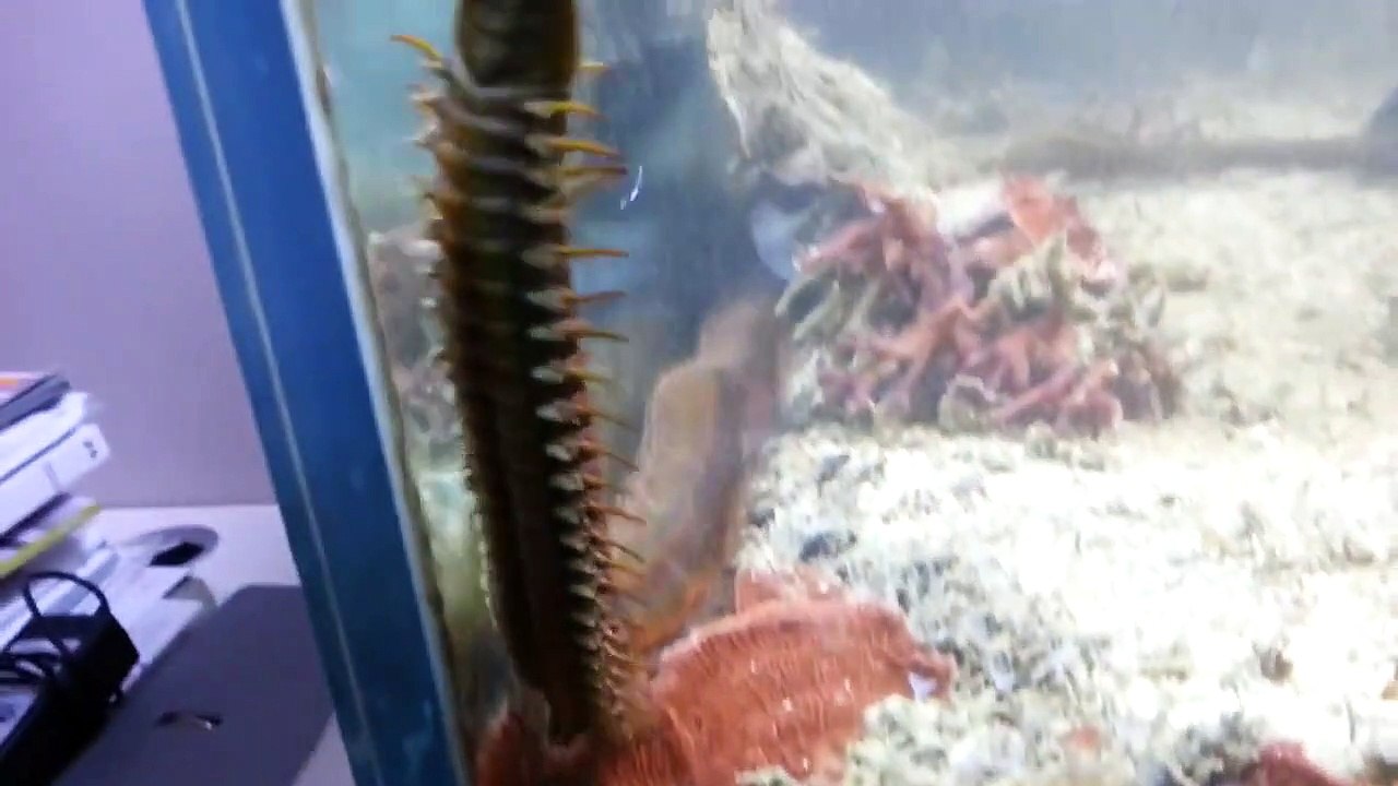 Il découvre un animal monstrueux en nettoyant son aquarium...