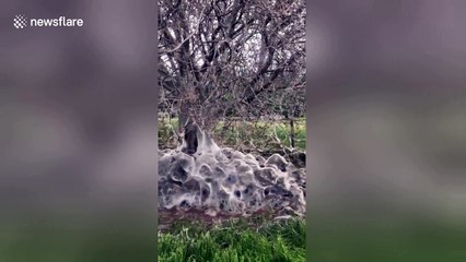 Eerie sight of caterpillars covering tree in web of silk in North Yorkshire