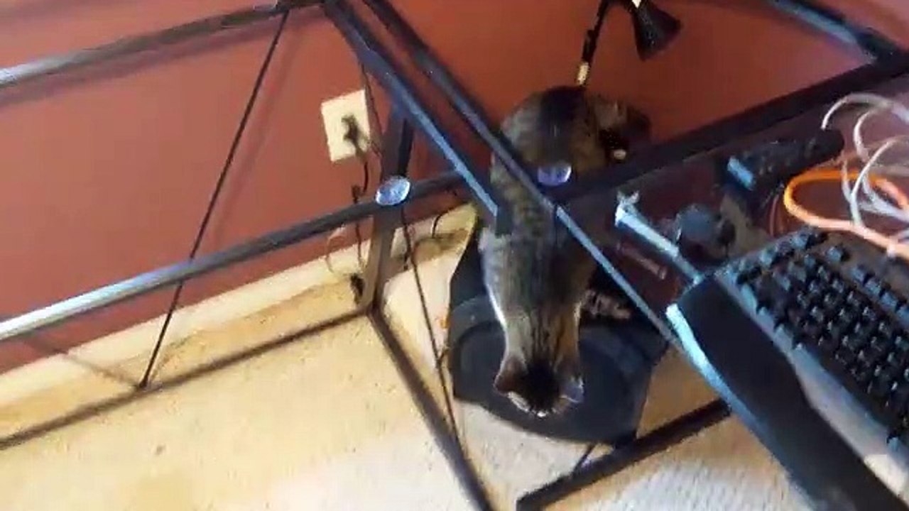 Un chat n’aperçoit pas encore qu'il n y a pas de vitre sur la table !
