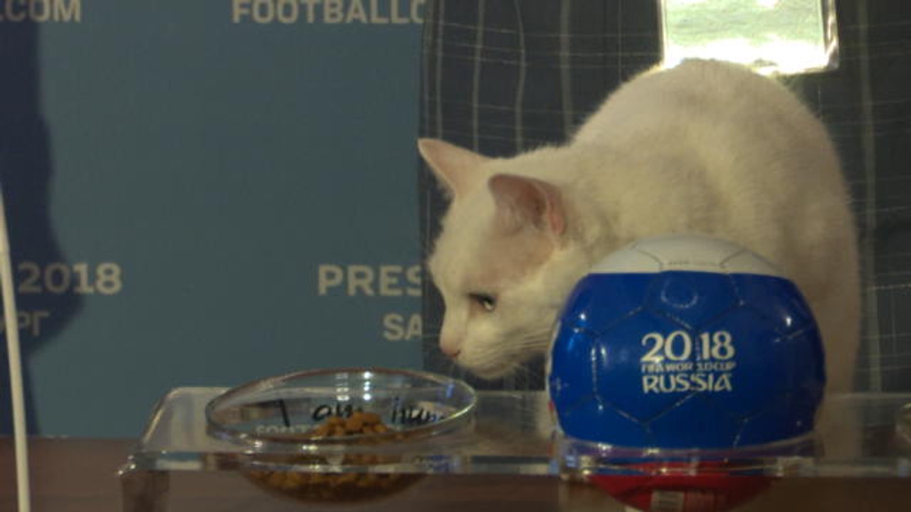 Achilles the World Cup predicting psychic cat