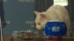 Achilles the World Cup predicting psychic cat
