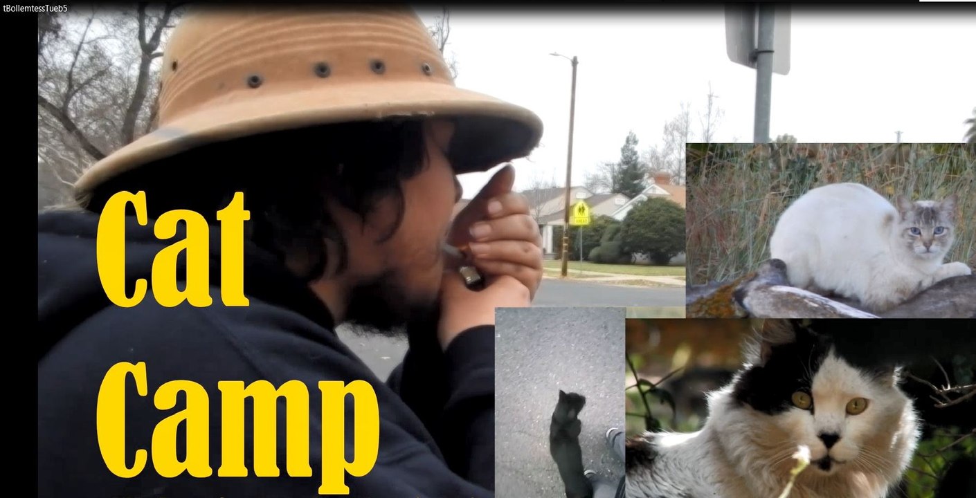 Cat Camp